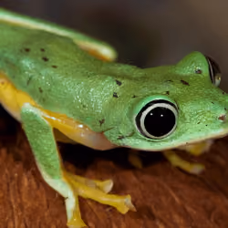 FROGGY #6