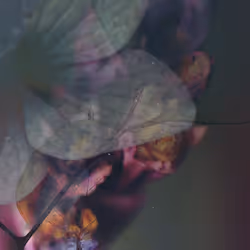 41