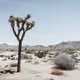 Rodeo posts