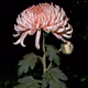 Pale Pink Japanese Chrysanthemum
