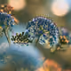 Blue Lace Flower