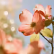 Pale Pink Flowering Dogwood