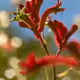 Scarlet Kangaroo Paw