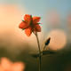 Scarlet Pimpernel