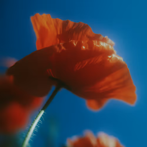 Flower a day