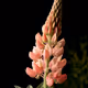 Pale Pink Lupin