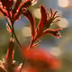 Backlit Kangaroo Paw
