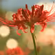 Red Spider Lily