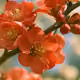 Flowering Quince