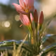Pink Rain Lily
