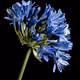 Deep Blue African Lily