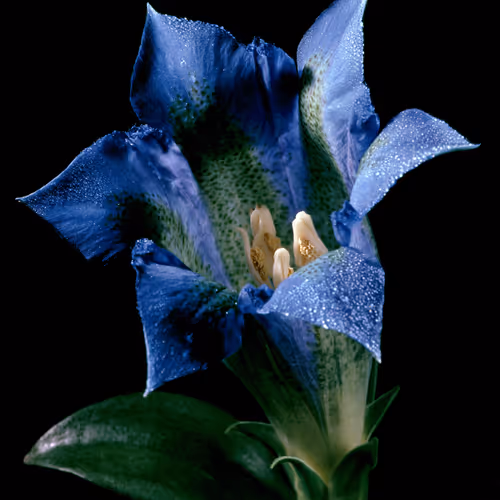 51