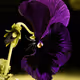 Deep Violet Pansy
