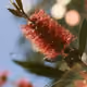 Crimson Bottlebrush