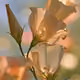 Pale Apricot Lisianthus