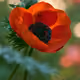 Scarlet Poppy Anemone