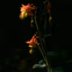 Coral Red Columbine