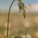 White Shooting Star