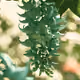 Jade Vine