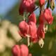 Pink Bleeding Heart