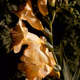 Soft Apricot Freesia