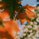 Crown Imperial