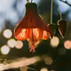 Chinese Lantern Flower