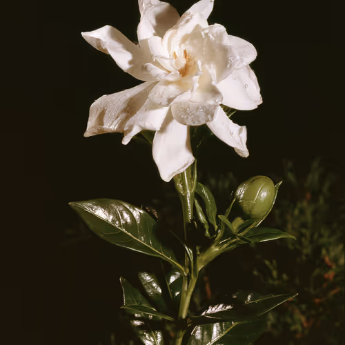 61