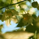 Pale Yellow Wax Bells
