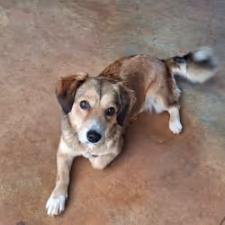 Sweet Dog