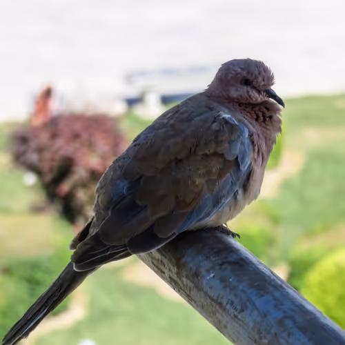 The Bored Pigeon