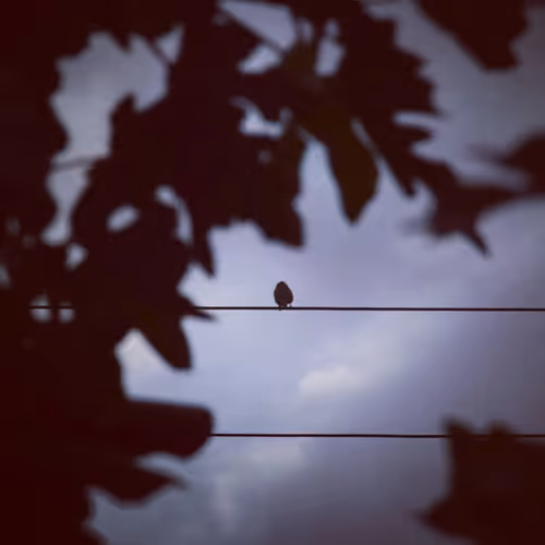 lonely bird