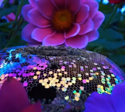 Dxrg Singularity