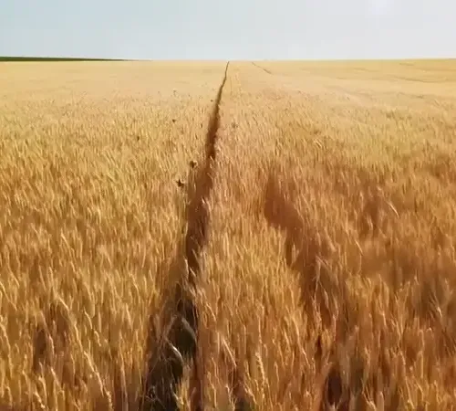 Dxrg Singularity