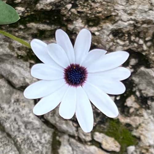 Stone Blossom