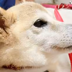 项目媒体占位符