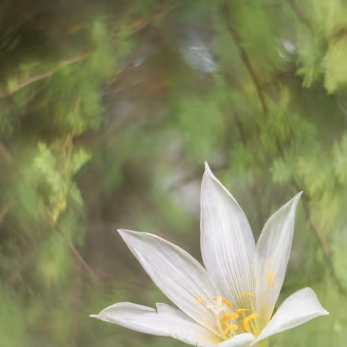 Wild & Native (Base)