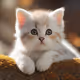 Cute Cat Ali