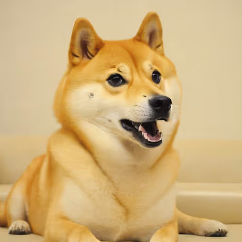 Cute Dog 16
