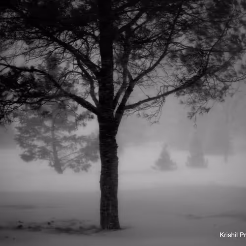 Midnight Snowstorm  1