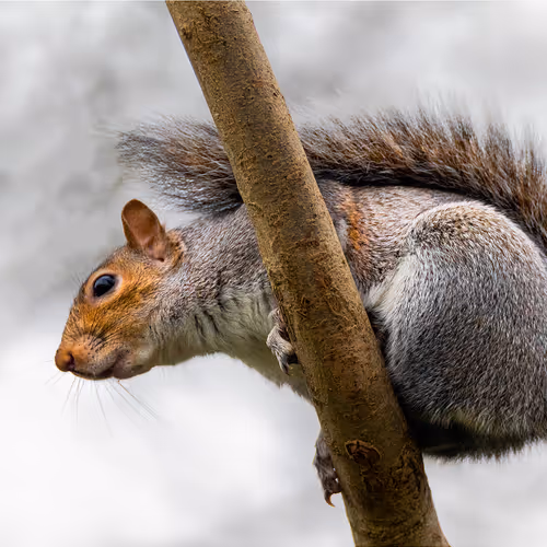 Cyril The Squirrel