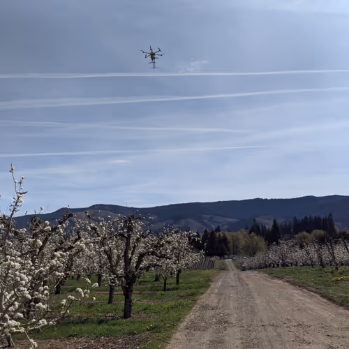 Drone releasing pollen