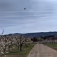 Drone releasing pollen