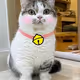Cat #4