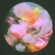 Petrified