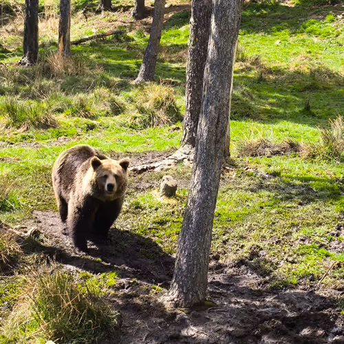 Brown Bear From Les Angles