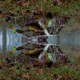 Flipped