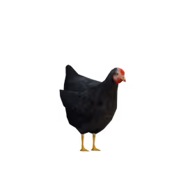 Zoe