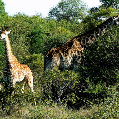 Giraffe 152