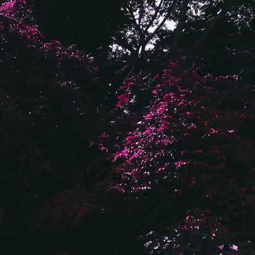 Veins Of The Forest
